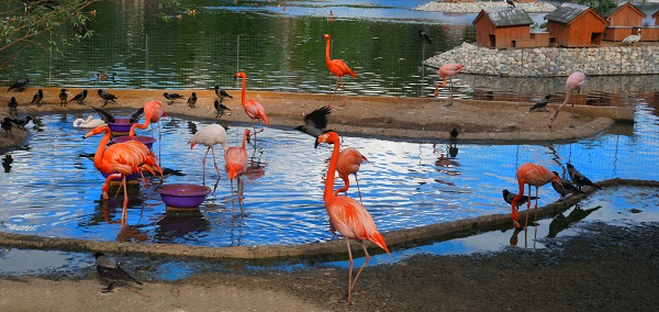 Фламинго -- птица долгожитель. В неволе они, бывает, доживают более восьми десятков лет. 