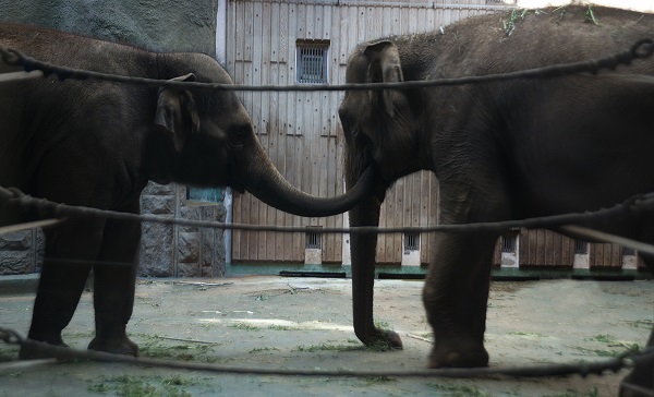Какая трогательная забота. Слоны ухаживают друг за другом и иногда подают своими хоботами  друг другу еду.