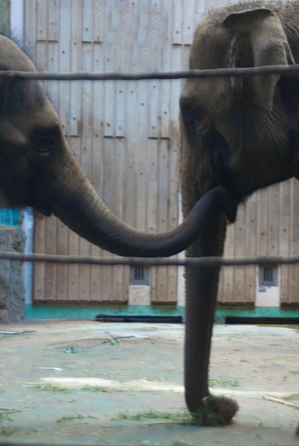  Первый закон об охране слонов (Elephants' Preservation Act) был принят в 1879 году в Индии. Согласно ему, дикий слон мог быть убит человеком только в порядке самозащиты или для предотвращения причиняемого вреда. С 1986 года азиатский слон внесён в Международную Красную книгу как вид, близкий к вымиранию.