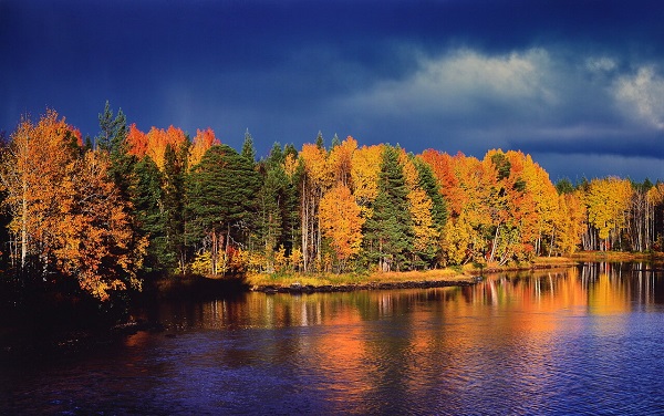 Самат Гильметдинов "Золотой лес перед штормом"