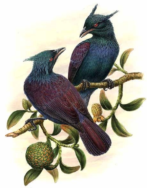 Манукодии  (лат. Manucodia)  род птиц из семейства райских птиц Манукодии обитают в лесах северо-восточной Австралии, Новой Гвинее и островах, расположенных поблизости